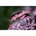 Sambucus nigra 'Black Lace' - Set of 4 - Pot 17cm - Height 25-40cm -  FloraStore