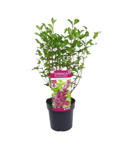 Syringa 'Bloomerang' Dunkelviolett - Flieder - Strauch - ⌀19 cm - Höhe 55-65 cm