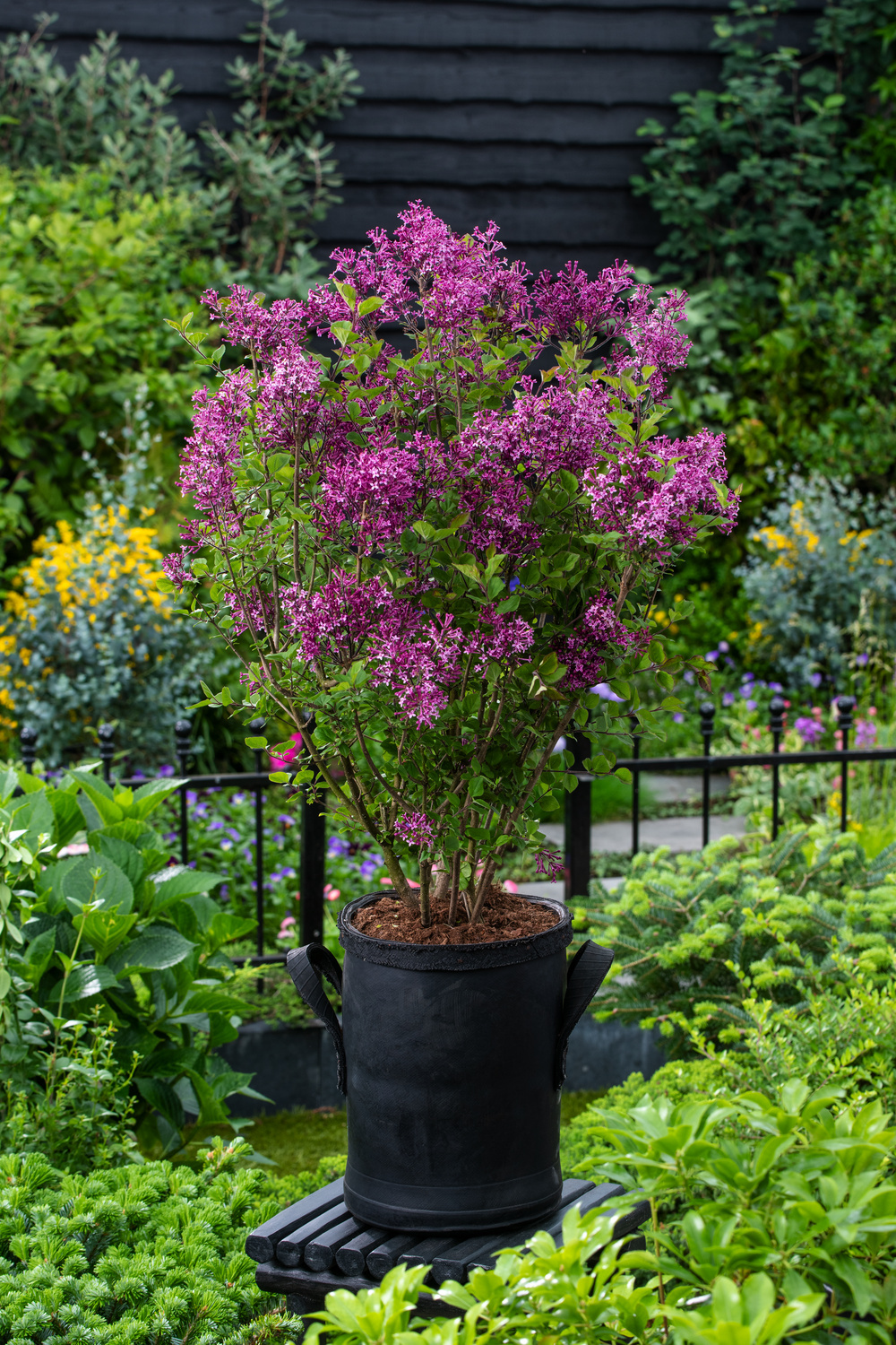 Arbusto de hortensia paniculata artificial BEATRIX, lila-morado, 115cm