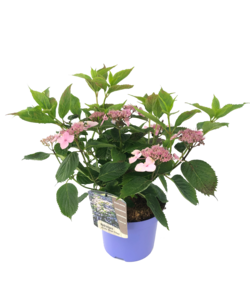 Hydrangea Hortensia 'Almohada mágica' - Hortensia - ⌀19 cm - Altura 25-40cm