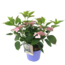 Hydrangea hortensie serrata 'Zauberkissen' - Blau - ⌀19cm - Höhe 25-40cm