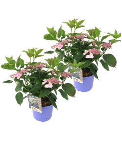 Hydrangea Hortensia 'Almohada mágica' - Juego de 2 - ⌀19cm - Altura 25-40 cm