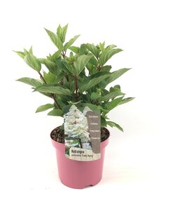 Hydrangea paniculata Early Harry - Pluimhortesia - Pot 19cm - Hoogte 25-40cm