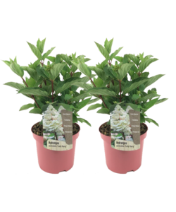Hydrangea paniculata Early Harry - Set van 2 -Hortensia -Pot 19cm Hoogte 25-40cm