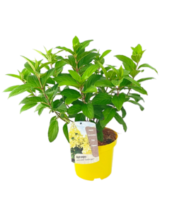 Ortensia hydrangea 'Candlelight' - Giallo - ⌀19 cm - Altezza 25-40 cm
