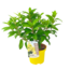 Hydrangea paniculata 'Candlelight' - Hortensia - ⌀19cm - Height 25-40 cm