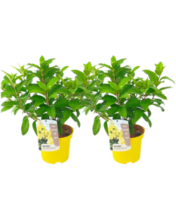 Hydrangea Hortensia 'Candlelight' - x2 - Hortensia - ⌀19 cm - Altura 25-40cm