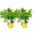 Ortensia hydrangea 'Candlelight' - Set di 2 - Giallo - ⌀19 cm - Altezza 25-40 cm