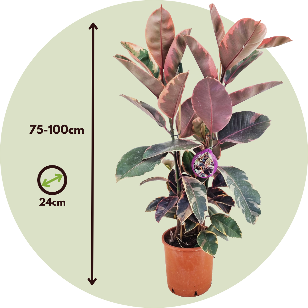 Belize Ficus - FloraStore - - 75-100cm - Topf Zimmerpflanze Höhe Elastica 24cm Gummibaum