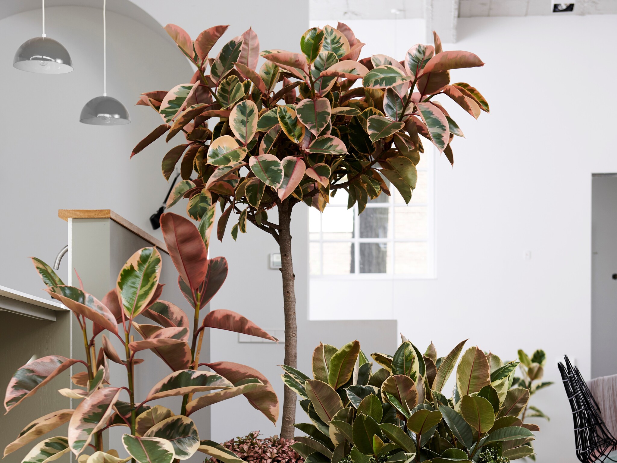 Ficus Elastica Belize - Gummibaum Zimmerpflanze - Topf 24cm - Höhe 75-100cm  - FloraStore
