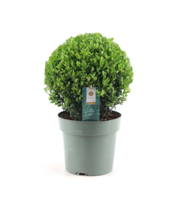 Ilex crenata forma de bola 'Acebo japonés' - Planta de jardín - ⌀17cm - A30-40cm