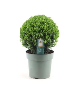 Ilex crenata 'Japanese Holly' ball shape - Garden Plant - ⌀17cm - Height 30-40cm