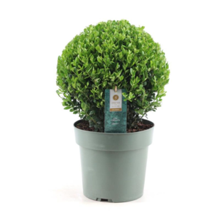 Ilex crenata 'Japanese Holly' ball shape - Garden Plant - ⌀17cm - Height 30-40cm