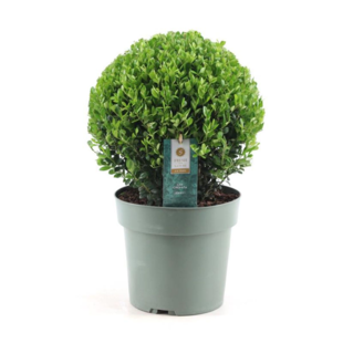 Ilex crenata 'Japanse Hulst' bolvorm - Tuinplant - ⌀17cm - Hoogte 30-40 cm
