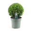 Ilex crenata forme boule - Houx japonais - Plante de jardin - ⌀17cm - H30-40cm