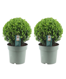 Ilex crenata forme boule - Houx japonais - lot de 2 - ⌀17cm - Hauteur 30-40cm