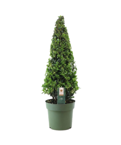 Ilex crenata Japansk Kristtorn Pyramid - Gartenpflanze - ⌀21cm - Højde 55–65cm