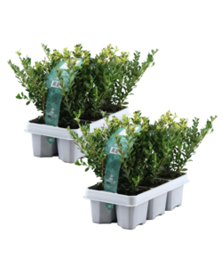 Ilex crenata 'Jenny' - Houx japonais - lot de 12 - ⌀9 cm - Hauteur 10-20 cm