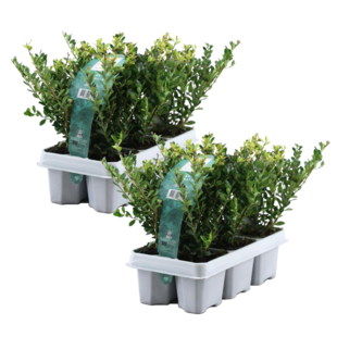 Ilex crenata 'Jenny' - Houx japonais - lot de 12 - ⌀9 cm - Hauteur 10-20 cm