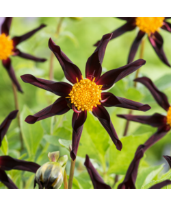 Dahlia 'Verrone's Obsidian' - Lot de 3 - Tubercules - Bloomers d'été - Violet