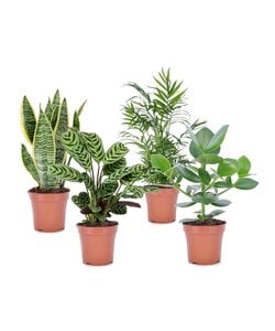 Oersterke Kamerplanten - Mix van 4 - Pot 12cm - Hoogte 25-40cm