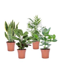 Silne rośliny doniczkowe - Zestaw 4 sztuk - ⌀12cm - Wysokość 25-40 cm