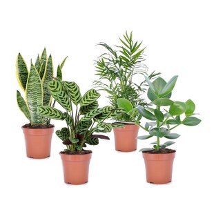 Oersterke Kamerplanten - Mix van 4 - Pot 12cm - Hoogte 25-40cm