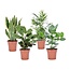 Letplejede stueplanter- Blanding af 4 - Stueplante - Mix - ø12cm - Højde 25-40cm