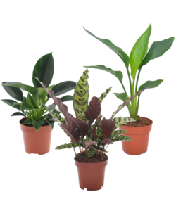 Grøn indendørs blanding - Calathea, Philodendron & Strelitzia - Højde 25-40cm