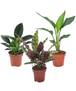 Plantes d'intérieur tropicales - Mélange de 3 - Pot 12cm - Hauteur 25-40cm