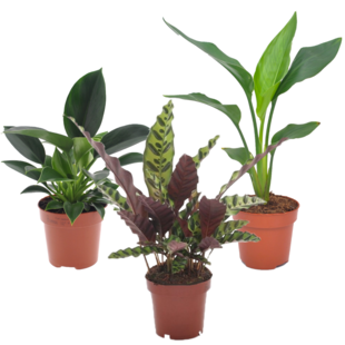 Green Indoor Mix - Mix of 3- Pot 12cm - Height 25-40 cm