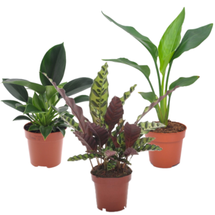 Tropisch - Calathea Philodendron Strelitzia - 3 Stück - ⌀12cm - Höhe 25-40cm