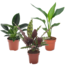 Calathea, Philodendron, Strelitzia - 3 mezclas tropicales - ⌀12cm - alt. 25-40cm