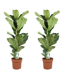 Ficus Lyrata - Juego de 2 - Higo de violín - Maceta 21 cm - Altura 80-100 cm