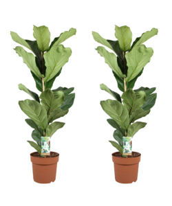 Ficus Lyrata - Set van 2 - Vioolbladplant - Pot 21cm - Hoogte 80-100cm