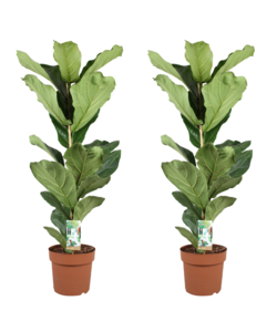 Ficus Lyrata XL - Set of 2 - Fiddle Leaf Fig - ø 21 cm - Height 80-100cm