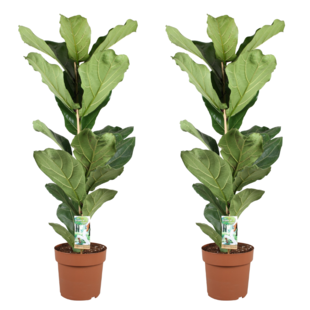 Ficus Lyrata - 2er Set - Geigenbaum - Topf 21cm - Höhe 70-90cm