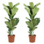 Ficus Lyrata 'Violin blad plante' - x2 - Stueplante - ø21cm - Højde 70-90cm