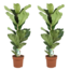 Ficus Lyrata XL - Set of 2 - Fiddle Leaf Fig - ø 21cm - Height 70-90cm