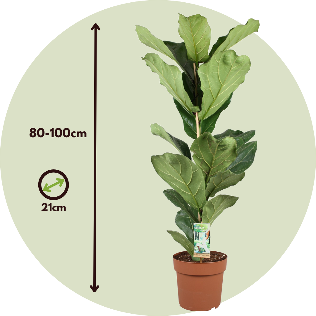 Ficus Lyrata XL - Set of 2 - Fiddle Leaf Fig - ø 21cm - Height 70-90cm -  FloraStore