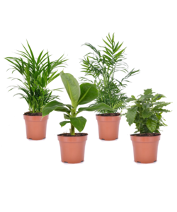 Mezcla de 4 modernas plantas de interior verdes - Maceta 12 cm - Altura 25-40 cm