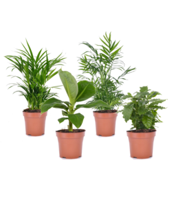 Trendy stueplanter - Blanding af 4 - Stueplante - Mix - ø12cm - Højde 25-40cm