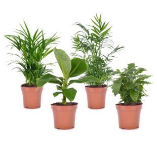 Trendy Indoor mix - Mix of 4 - Pot 12cm - Height 25-40cm