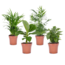 Trendy stueplanter - Blanding af 4 - Stueplante - Mix - ø12cm - Højde 25-40cm