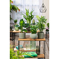 Set di 4 piante da appartamento di tendenza - ⌀ 12cm - Altezza 25-40cm -  FloraStore