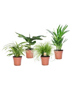 4 piante d'appartamento rispettose degli animali - ⌀ 12cm - Alt. 25-40cm