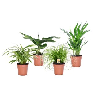 Tierfreundlichen Zimmerpflanzen - Mischung mit 4 - Topf 12cm - Höhe 25-40cm