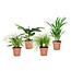 4 piante d'appartamento rispettose degli animali - ⌀ 12cm - Alt. 25-40cm