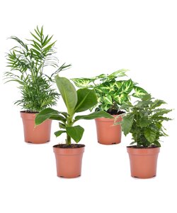 Luchtzuiverende kamerplanten - Mix van 4 - Pot 12cm - Hoogte 25-40cm