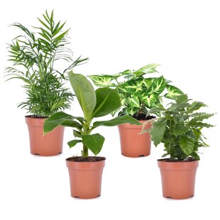 Vier Pflanzen - Chamaedorea, Musa, Syngonium, Coffea - Topf 12cm - Höhe 25-40cm